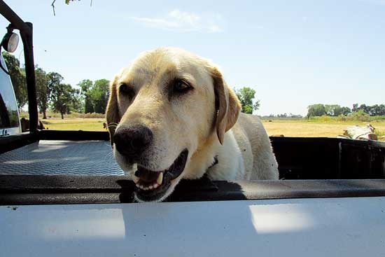 I took this shot in June at a farm in Snelling, California. The dog’s name was Axel. He was a very happy-go-lucky Labrador that had a great time on the farm, with a great deal of freedom, running in and out of the creek and pond and playing among the other animals. I just found out that, sadly, Axel passed just two weeks after this picture was taken, in a car accident. Unfortunately, this happens all too often to our roaming country dogs.
Anthony Presto - San Joaquin Valley, California